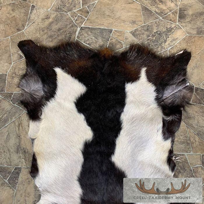 Goat Hide Taxidermy Tanned Skin For Sale - Image 4