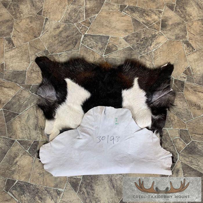 Goat Hide Taxidermy Tanned Skin For Sale - Image 5