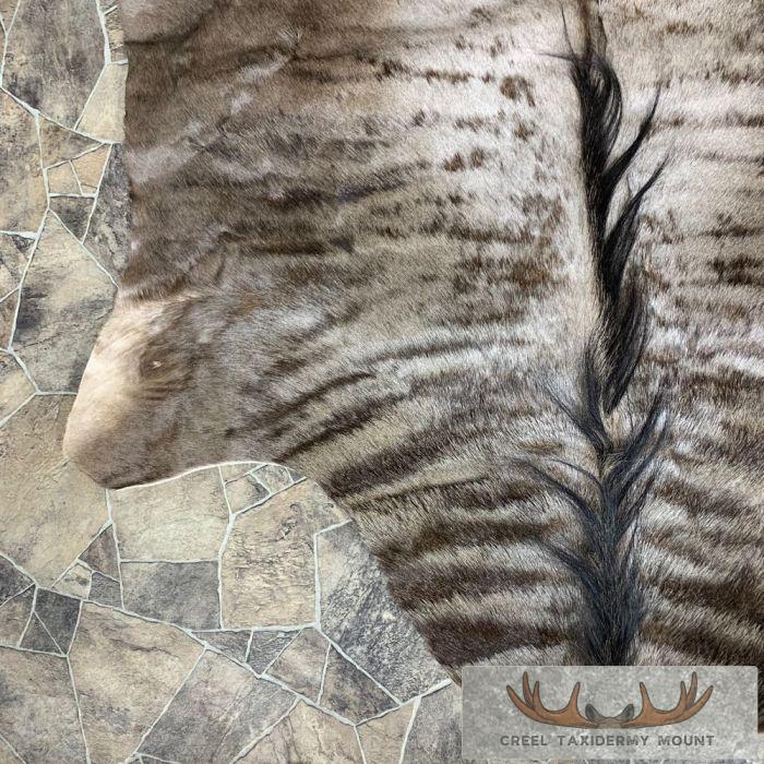 Blue Wildebeest Taxidermy Rug For Sale - Image 6