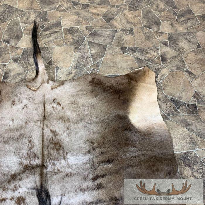 Blue Wildebeest Taxidermy Rug For Sale - Image 5