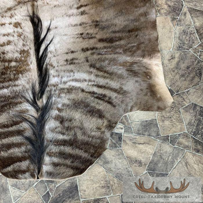 Blue Wildebeest Taxidermy Rug For Sale - Image 4