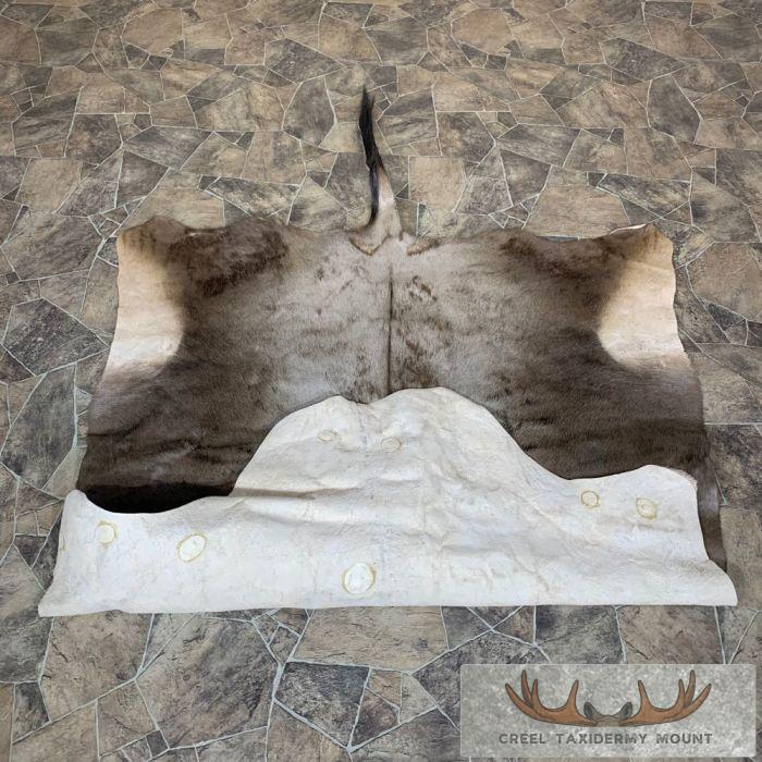 Blue Wildebeest Taxidermy Rug For Sale - Image 3