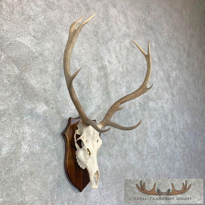 Red Deer Stag Skull Antler European Taxidermy Mount For Sale - Image 2