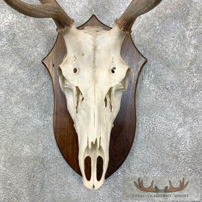 Red Deer Stag Skull Antler European Taxidermy Mount For Sale - Image 4