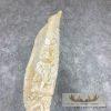 Carved Eland Scapula Safari Decor For Sale - Image 14