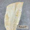 Carved Eland Scapula Safari Decor For Sale - Image 15