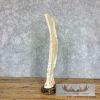 Carved Eland Scapula Safari Decor For Sale - Image 3
