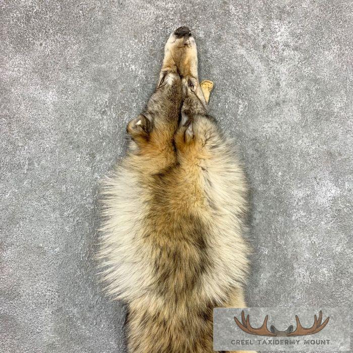 Alaskan Yukon Wolf Tanned Hide For Sale - Image 3