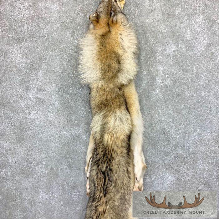 Alaskan Yukon Wolf Tanned Hide For Sale - Image 4