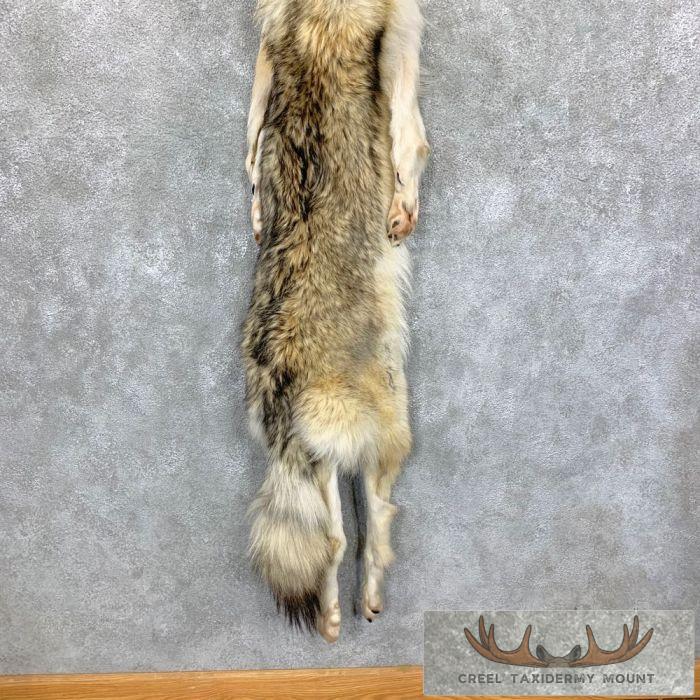 Alaskan Yukon Wolf Tanned Hide For Sale - Image 5