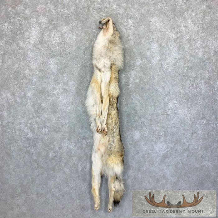 Alaskan Yukon Wolf Tanned Hide For Sale - Image 2