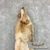 Alaskan Yukon Wolf Tanned Hide For Sale - Image 3
