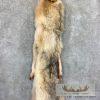 Alaskan Yukon Wolf Tanned Hide For Sale - Image 4