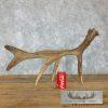 Rare Cervine Moose Shed (Self Standing) Taxidermy Decor For Sale - Image 2