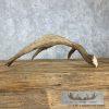 Rare Cervine Moose Shed (Self Standing) Taxidermy Decor For Sale - Image 3