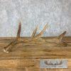 Rare Cervine Moose Shed (Self Standing) Taxidermy Decor For Sale - Image 4