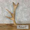 Rare Cervine Moose Shed (Self Standing) Taxidermy Decor For Sale - Image 5
