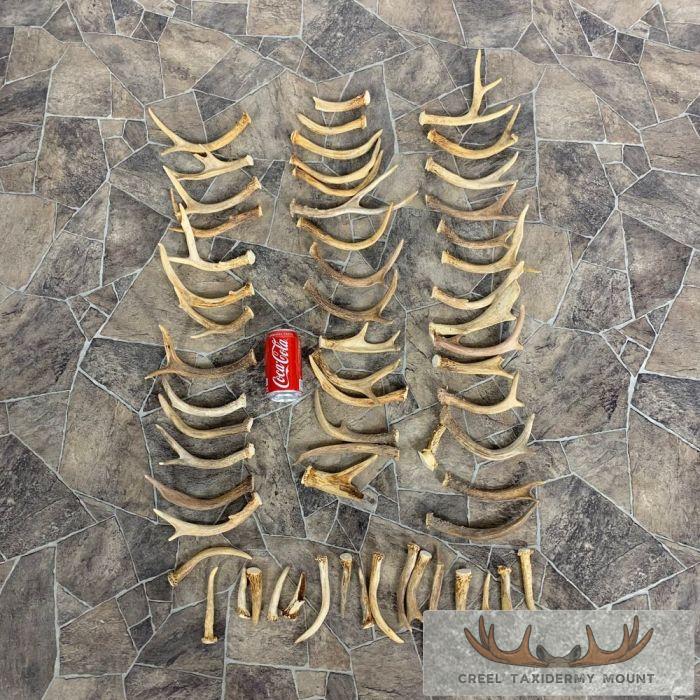 Whitetail Deer Antler Craft Pack For Sale - Image 3