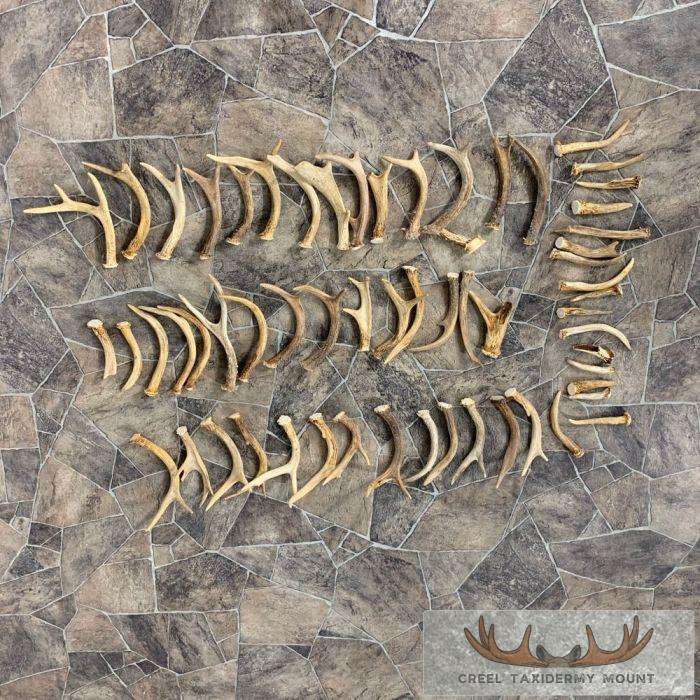 Whitetail Deer Antler Craft Pack For Sale - Image 5