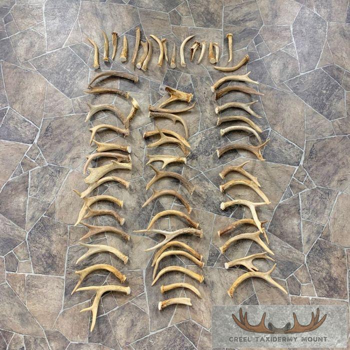 Whitetail Deer Antler Craft Pack For Sale - Image 2