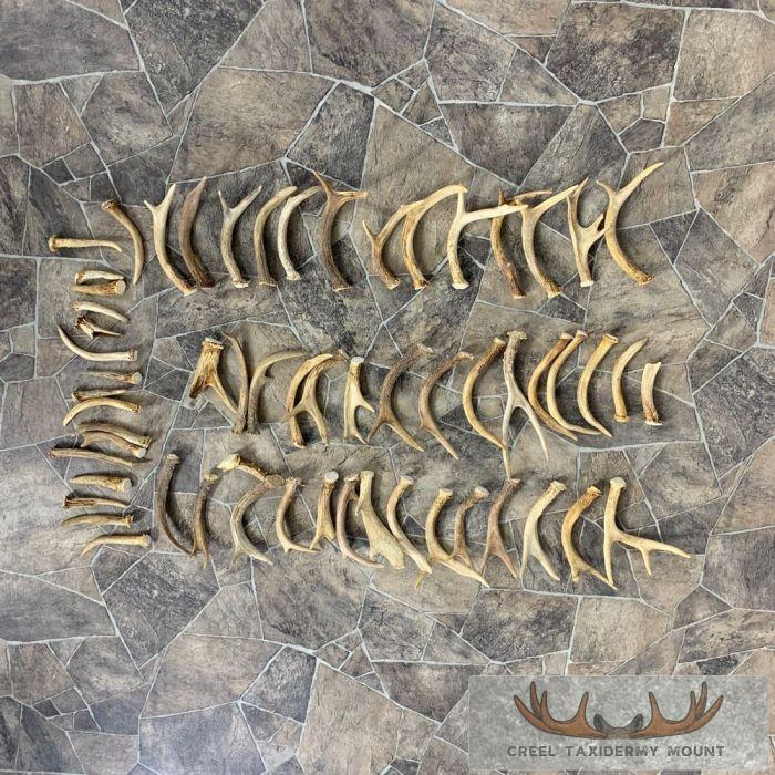 Whitetail Deer Antler Craft Pack For Sale - Image 4