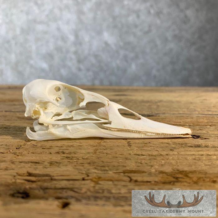Canvasback Duck Skull For Sale - Image 4