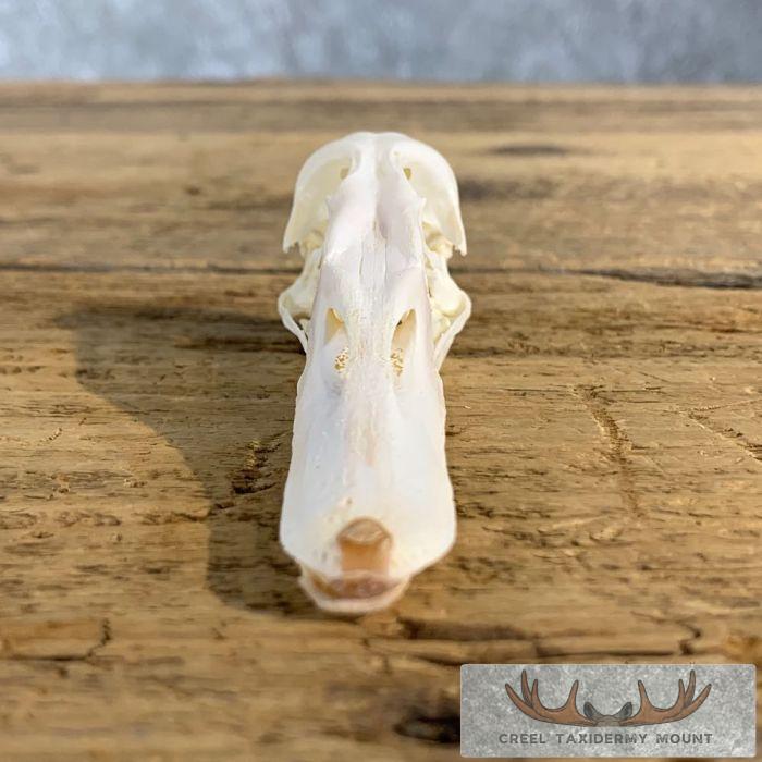 Canvasback Duck Skull For Sale - Image 5