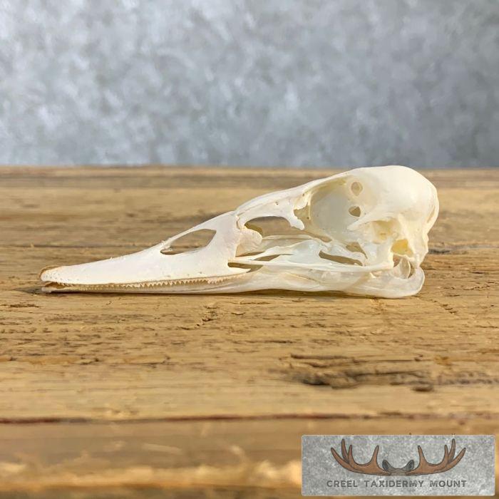 Canvasback Duck Skull For Sale - Image 3