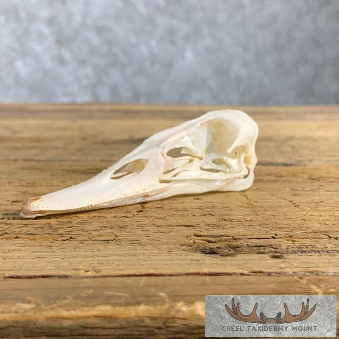 Canvasback Duck Skull For Sale - Image 2