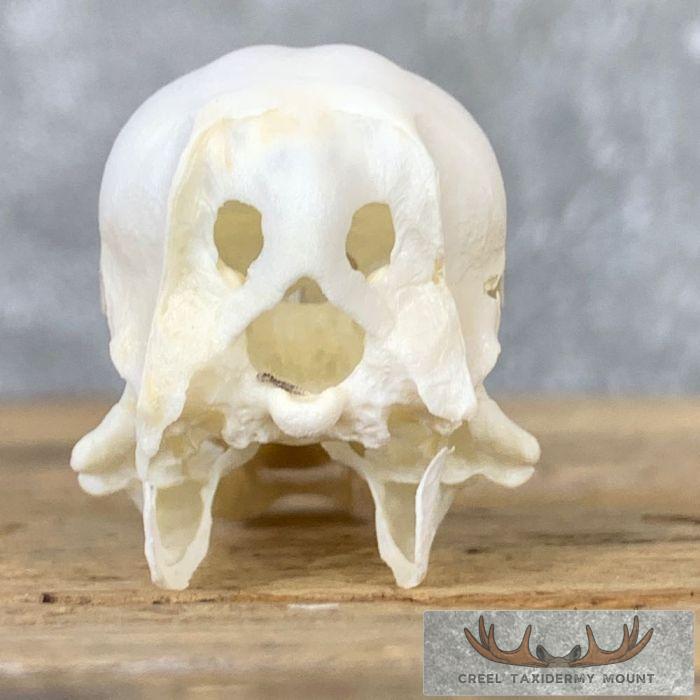 Canvasback Duck Skull For Sale - Image 7