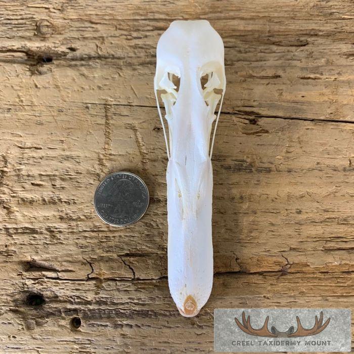 Canvasback Duck Skull For Sale - Image 6
