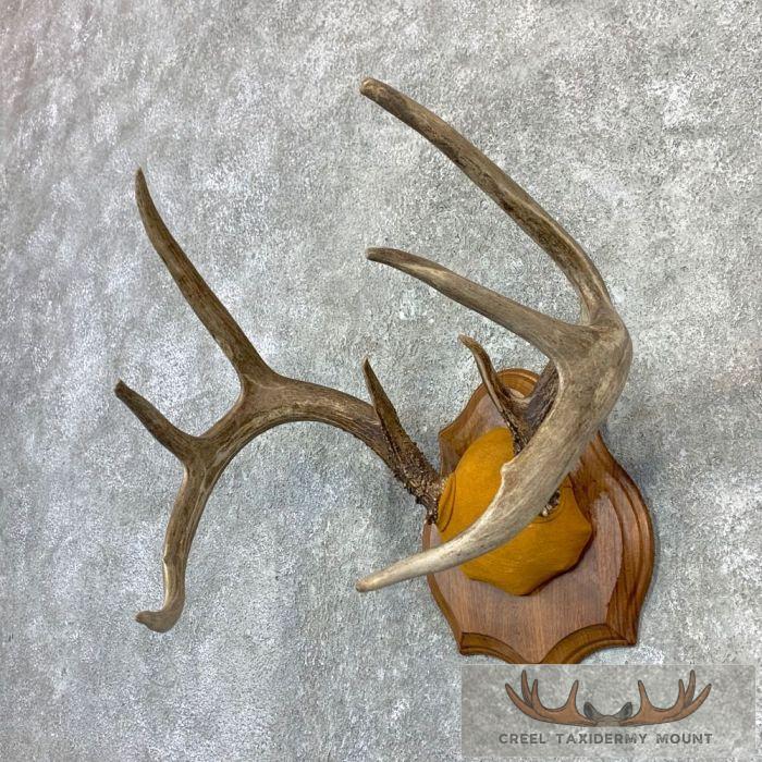 Whitetail Deer Antler Plaque Taxidermy Mount For Sale - Image 3