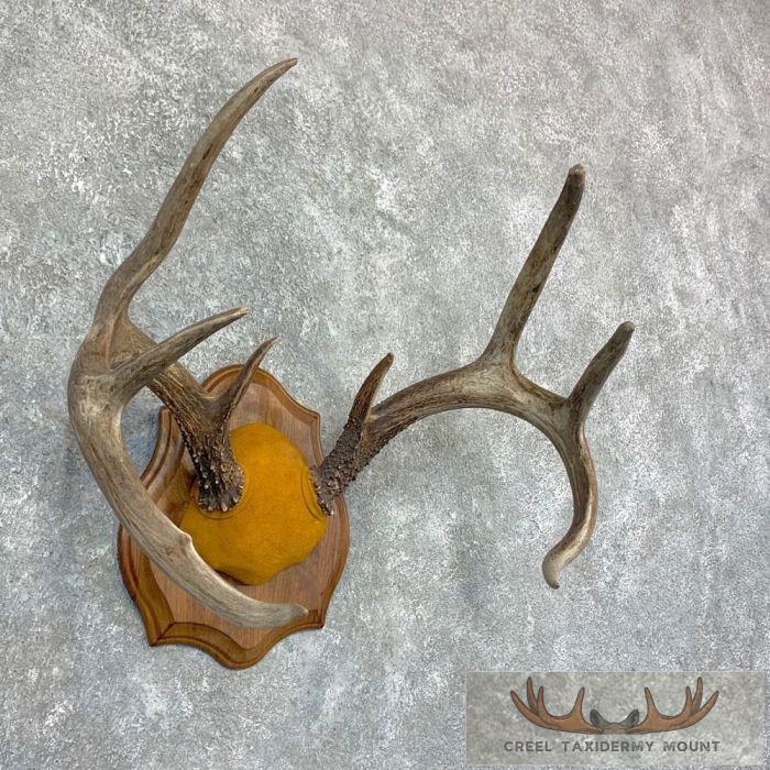 Whitetail Deer Antler Plaque Taxidermy Mount For Sale - Image 2