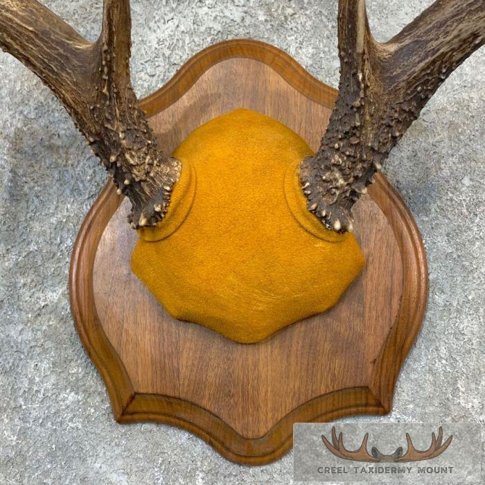 Whitetail Deer Antler Plaque Taxidermy Mount For Sale - Image 4