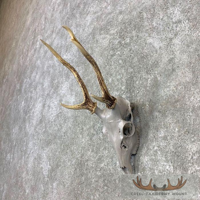 Sika Deer Skull & Antler European Mount For Sale - Image 2