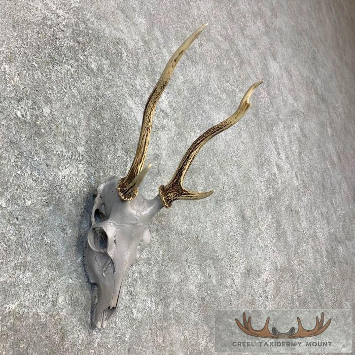 Sika Deer Skull & Antler European Mount For Sale - Image 3