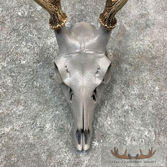 Sika Deer Skull & Antler European Mount For Sale - Image 4
