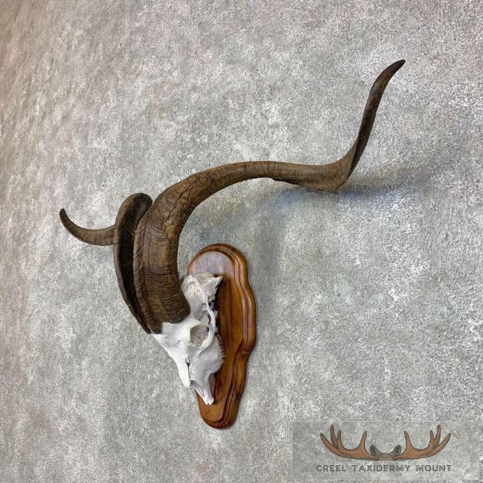 Catalina Goat Skull European Taxidermy Mount For Sale - Image 2