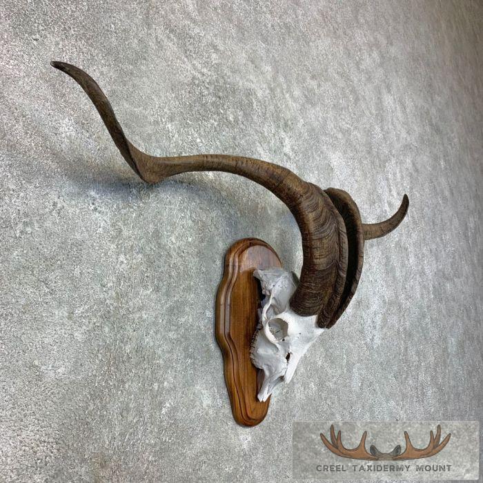 Catalina Goat Skull European Taxidermy Mount For Sale - Image 3