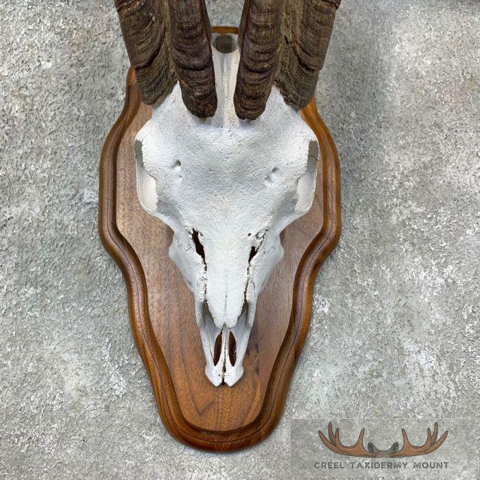 Catalina Goat Skull European Taxidermy Mount For Sale - Image 4