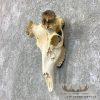 Whitetail Deer Skull European Taxidermy Mount For Sale - Image 2