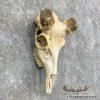 Whitetail Deer Skull European Taxidermy Mount For Sale - Image 3
