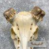 Whitetail Deer Skull European Taxidermy Mount For Sale - Image 4