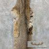 Bobcat Tanned Hide For Sale - Image 3