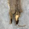 Bobcat Tanned Hide For Sale - Image 4