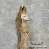 Bobcat Tanned Hide For Sale - Image 5