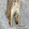 Bobcat Tanned Hide For Sale - Image 7