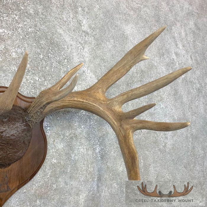 Whitetail Deer Antler Plaque Taxidermy Mount For Sale - Image 3