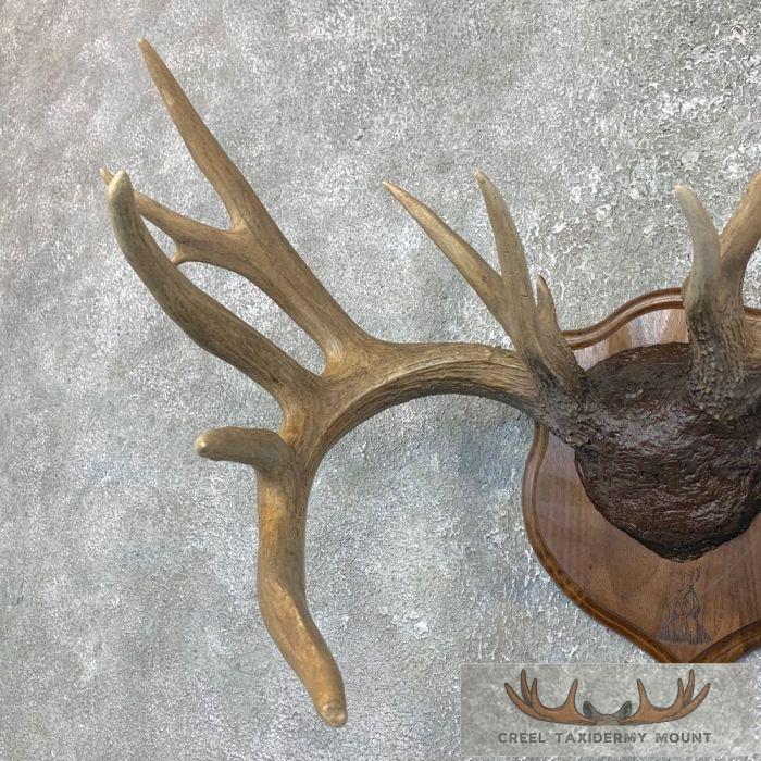 Whitetail Deer Antler Plaque Taxidermy Mount For Sale - Image 2