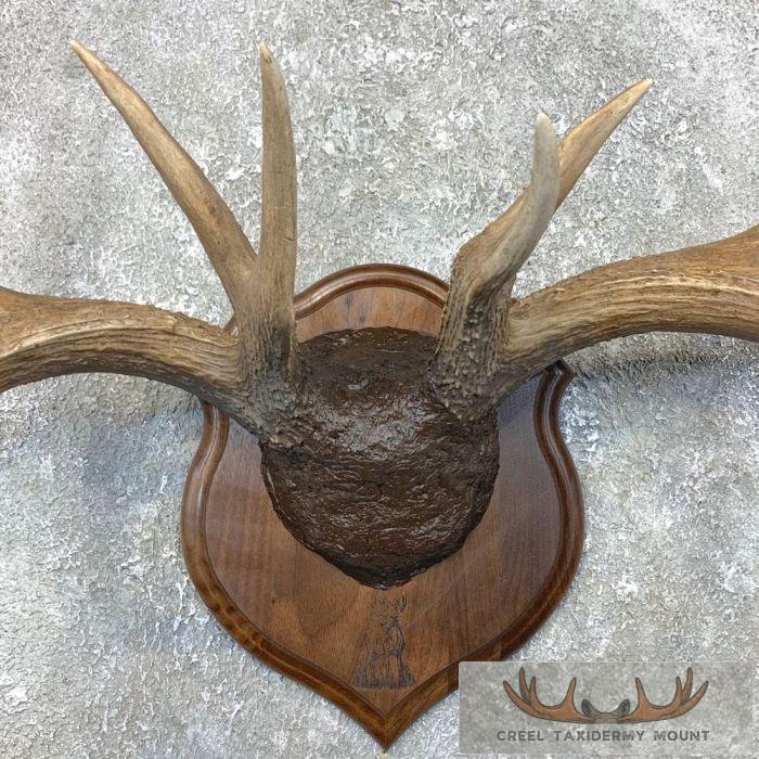 Whitetail Deer Antler Plaque Taxidermy Mount For Sale - Image 4